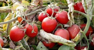 Popis odrůdy rajčat donna anna a její vlastnosti