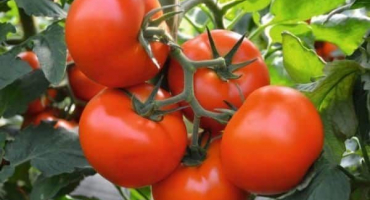 Popis odrůdy rajčat fletcher f1 a její vlastnosti
