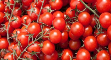 Popis kulaté taneční odrůdy rajčete, jeho vlastnosti a pěstování