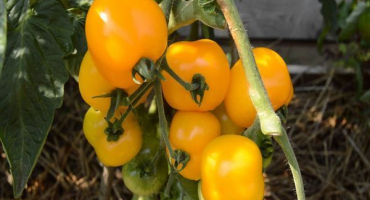 Popis odrůdy rajčete jantarové srdce a její vlastnosti