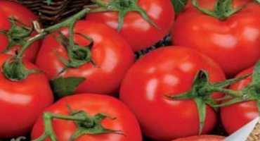 Popis kultivaru rajčat katrina f1 a jeho charakteristik