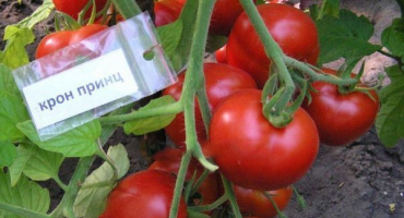 Popis odrůdy rajčat crown prince a její vlastnosti