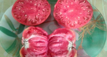 Popis sovětské odrůdy rajčat a jejích vlastností