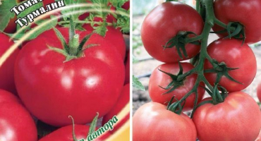 Popis odrůdy rajčete turmalín, její vlastnosti a výnos