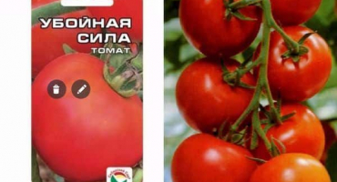 Popis letální síly odrůd rajčat, jejích charakteristik a produktivity