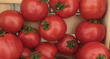 Popis sultánových rajčat: rysy jeho pěstování