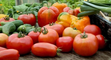 Popis rajčat trans rio, charakteristika a pěstování odrůdy