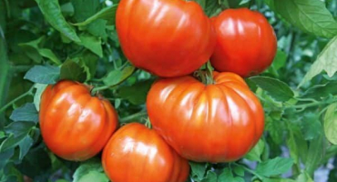 Popis rajčete f1, charakteristika odrůdy a pěstování