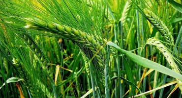 Popis 13 nejlepších odrůd sladovnického ječmene a pravidla pro jeho pěstování