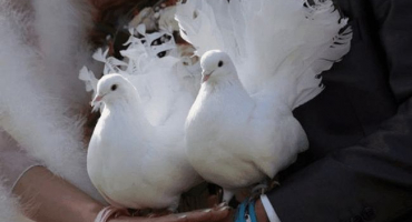 Popis top 5 krásných plemen bílých holubů, jejich výhody a nevýhody