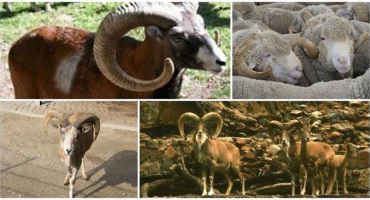 Popis turkmenských horských ovcí a jejich způsobu života, čím se nepřátelé také živí