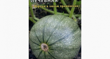 Popis dýňové odrůdy léčivé. Rostoucí rysy