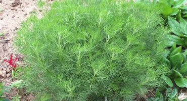 Popis kopru, pěstování a péče o rostlinu