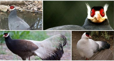 Popis bažantů ušatých a odrůd plemen, jejich chov