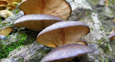 Popis podzimní hlívy ústřičné, vlastnosti sběru a přípravy