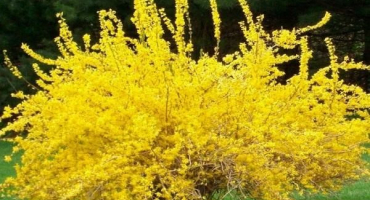 Popis druhů a odrůd zlatice vejčité, pravidla výsadby a péče