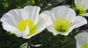 Popis druhů a odrůd zahradního máku, výsadba a péče na volném poli