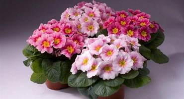 Popis typů pokojové prvosenky, pěstování a péče doma