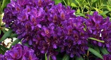 Popis druhu rododendronu katevba, pravidla výsadby a péče