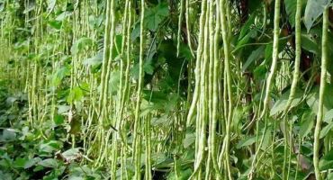 Popis rostlinné vigny a pravidla pro její pěstování