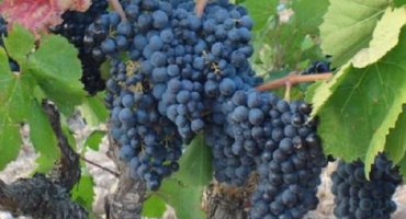 Popis denisovského hroznů, pravidel výsadby a péče