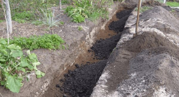 Popis hroznů heliodor, pravidla výsadby a péče
