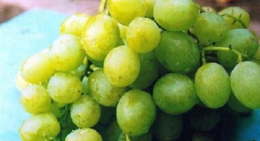 Popis hroznů kokur, pravidla výsadby a pěstování