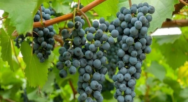 Popis odrůdy taiga, pravidla výsadby a péče