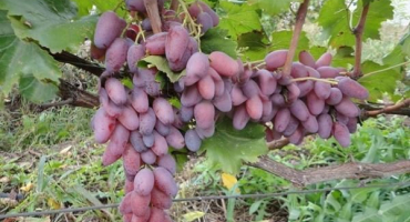 Popis odrůd vinné révy zarevo, pravidla výsadby a pěstování