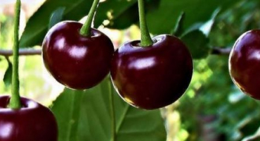 Popis třešňových odrůd ognevushka a její vlastnosti, výhody a nevýhody