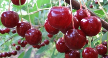 Popis třešní paměti vavilova a historie výběru, výsadby a péče