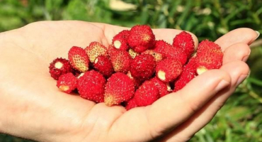 Popis odrůdy jahod baron solemakher, pěstování ze semen, výsadba a péče