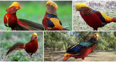 Popis zlatých bažantů, ptactva a chovu plemen