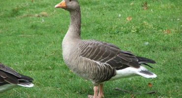 Popisy 10 druhů divokých hus a jejich stanovišť, stavu chovu a nepřátel