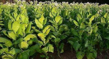 Popisy 4 nefermentačních odrůd tabáku