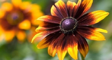 Popisy a charakteristiky 35 odrůd a druhů rudbeckia