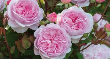 Popisy a charakteristiky nejlepších nových odrůd růží pro rok 2022