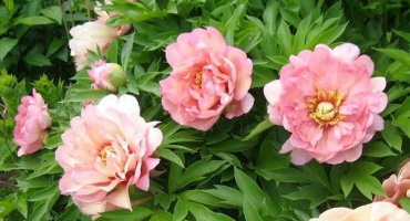 Popisy a charakteristiky nejlepších odrůd a hybridů ito-pivoňky, výsadba a péče