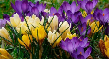 Popisy a charakteristiky druhů a nejlepších odrůd krokusů, které jsou