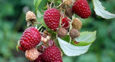 Popisy nejlepších odrůd beztrnných malin, výsadba a péče