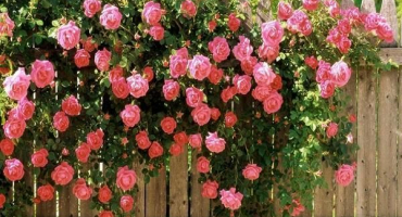 Popisy nejlepších odrůd růží skupiny horolezců a jejich vlastnosti, výsadba a péče