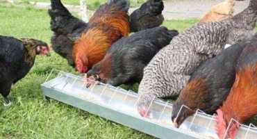 Popisy kuřecích plemen masa a vajec směr pro chov doma