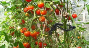 Popisy odrůdy rajčat peterhof, její pěstování a péče