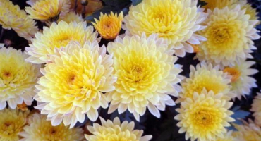 Popisy druhů nejlepších odrůd chryzantém, zimování na otevřeném poli a trvalek