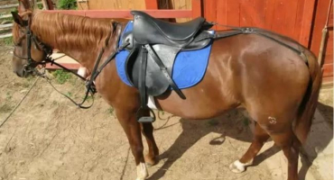 Popisy koňských sedel, jejich klady a zápory a jak si vybrat