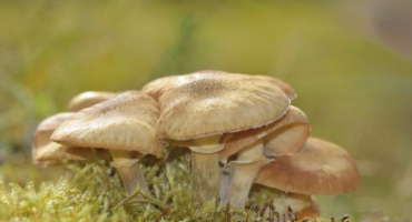 Luční houby: lahodné houby