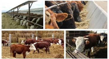 2 Druhy krmení skotu, jaké krmivo je potřeba a jak vybírat telata