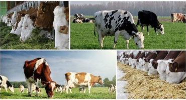 Stanovení krmných krav a příprava krmné dávky, účtování spotřeby krmiva