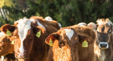 Definice lovu u krav