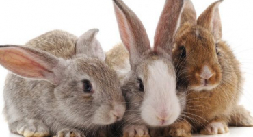 Určení pohlaví králíka